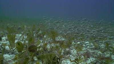 Striped catfish school in seagrass beds
