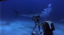 Diver Places Mannequin Outside Dive Cage For Historic Great White Shark Experiment
