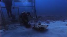 Diver Takes Won't Let Rov In Shark Cage