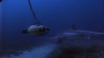 Great White Shark Swims Toward Rov