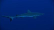 Grey Reef Shark Swims Left To Right With Remora On Underside