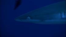 Grey Reef Shark Head Close Up Then Body Passes By 