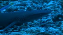 White Tip Reef Shark Stock Footage