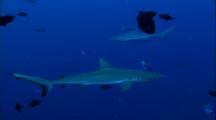 Grey Reef Shark Stock Footage