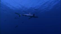 Gray Reef Shark Over Coral To Camera, Turns Left To Right And Away