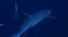 White Tip Reef Shark Away From Camera 