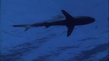 Grey Reef Shark Swims Overhead