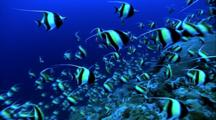 Schooling Fish - Moorish Idols Over Coral, Grey Reef Shark In Background