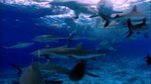 Grey Reef Shark School Feeding Near Surface