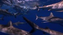 Grey Reef Shark School Feeding Near Surface