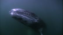 Grey Whale, Underwater