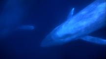 Blue Whale Mother And Calf