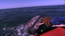 Grey Whale Mother And Calf Encounter