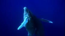 Humpback Whale Mother And Calf Swim To Surface