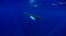 Light Shafts On Humpback Whale Mother And Calf, Calf Swims To Surface And Back