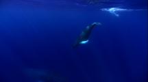 Light Shafts On Humpback Whale Mother And Calf, Calf Swims To Surface And Back