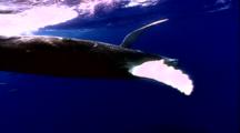 Humpback Whale Calf Plays At Surface