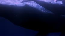 Low Angle Humpback Whale Mother And Calf Tails