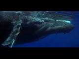 Humpback Whales Mother & Calf