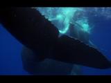 Humpback Whales Mother & Calf