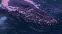 Humpback Whale Stock Footage