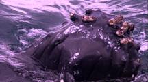 Humpback Whale Spy Hop 
