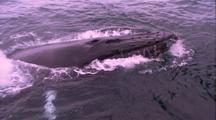 Humpback Whale Spy Hop, Blows Twice