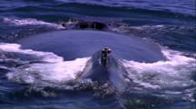 Humpback Whale Blow, Blow Hole, Dive, Tail Up