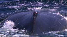 Humpback Whale Blow, Blow Hole, Dive, Tail Up