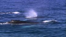 Humpback Whales, Diving, 3 Tails Up In Succession