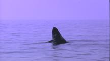 Humpback Whale Calf, Head Lobs