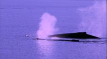 Humpback Whales, Three Backs Up, Blows, Dive