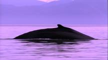 Humpback Whale Back Up, Dive