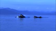 Humpback Whales Bubble Net Co-Op Feed