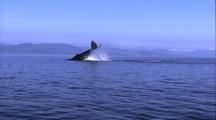 Humpback Whale Tail Lobs, Pec Fin Slap, Blow