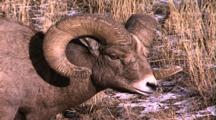 Land Mammals - Bighorn Ram Eating