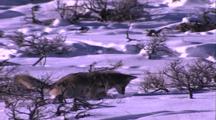 Land Mammals - Coyote Hunting For Movement Under The Snow