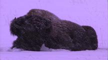 Land Mammals - Buffalo / Bison Laying In Snow