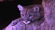 Land Mammals - Mountain Lion At Mouth Of Cave