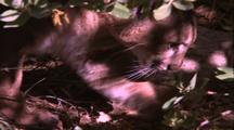 Land Mammals - Close Up Mountain Lion In Shade Of Bush, Sniffs Ground