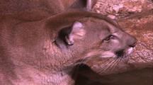 Land Mammals - Mountain Lion Chest Deep In Water