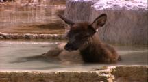 Land Mammals - Elk Calf Laying In Hot Springs, Mammoth Hot Springs Area