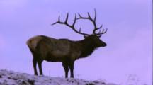 Land Mammals - Bull Elk On Snowy Ridge, Moves Away From Camera Over Ridge