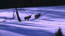 Land Mammals - 2 Bull Elk On Snowy Game Trail