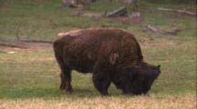 Land Mammals - Buffalo / Bison Grazing, Rain - Snow Foreground