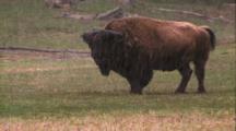 Land Mammals - Buffalo / Bison, Rain - Snow Foreground
