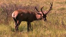 Land Mammals - Young Bull Elk Lays Down In Tall Grass