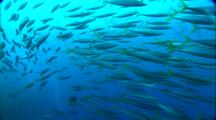 Schooling Fish - School Yellowtail To Camera, Grey Reef Shark Comes Up Behind