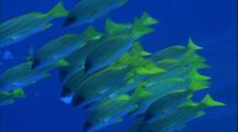 Schooling Fish - Blue Lined Snapper Over Coral