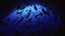 Schooling Fish - Silhouette School Of Jacks At Blue Hole